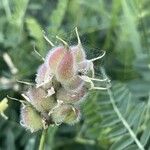 Astragalus cicer Фрукт