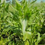 Lepidium latifolium Hábitos