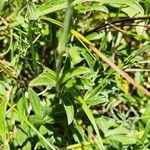 Sideritis hyssopifolia Hoja