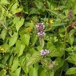 Mentha aquatica Habitus