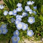 Nemophila menziesiiКветка