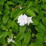 Thunbergia fragrans Blomst