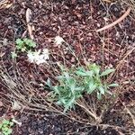 Oenothera lindheimeriBlodyn