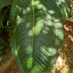 Miconia calvescens Leaf