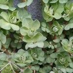 Sedum ternatum পাতা