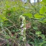 Goodyera repensBlomma