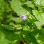 Scutellaria lateriflora Flower