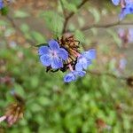 Ceratostigma willmottianum Blüte