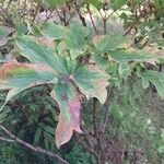 Paeonia × suffruticosa Leaf