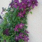 Clematis viticella आदत