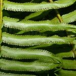 Nephrolepis brownii Blatt