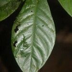 Carapichea guianensis Corteza