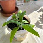 Echium webbii Leaf