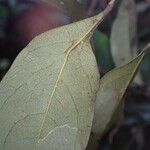 Lepidobotrys staudtii Leaf