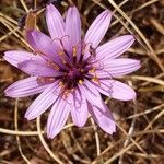 Pseudopodospermum undulatum Fleur
