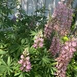 Lupinus × regalis Fiore