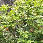 Berberis aquifolium Fuelha