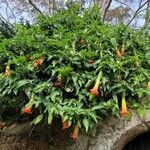 Brugmansia sanguinea Buveinė