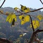 Sterculia urens Blatt