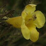 Aureolaria pectinata Цветок