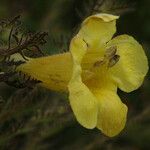 Aureolaria pectinata Flower