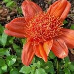 Haemanthus coccineus Flower