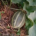 Cucumis melo Φρούτο