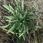 Oenothera laciniata Ліст