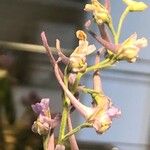 Delphinium gracile Flower