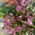 Gypsophila elegansFlower