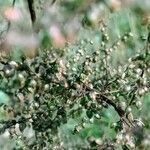 Artemisia herba-alba Froito