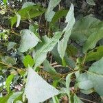 Solanum erythrotrichum Muu