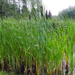 Typha angustifolia Агульны выгляд