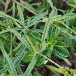 Heliotropium longiflorum पत्ता