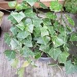 Senecio macroglossus Hoja
