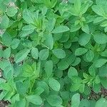Trigonella foenum-graecum पत्ता