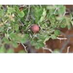 Ziziphus lotus Fruto