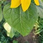 Helianthus petiolaris পাতা