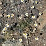 Anthemis cretica Floare