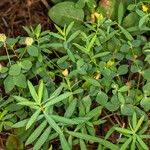 Euphorbia fragifera Hoja