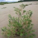 Salix viminalis Hábito