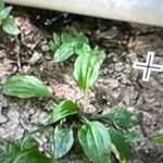 Plantago rugelii Folha