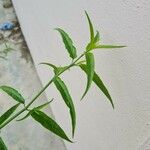 Clinacanthus nutans Leaf