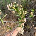 Baccharis salicina 花