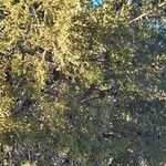 Juniperus monosperma Агульны выгляд