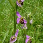 Ophrys apifera形态