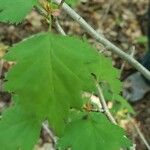 Crataegus marshallii Leaf