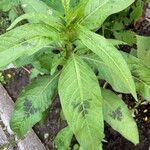 Persicaria lapathifoliaLeaf