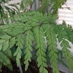 Adiantum formosum पत्ता