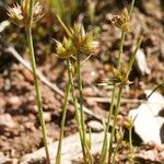 Juncus capitatus Hábito